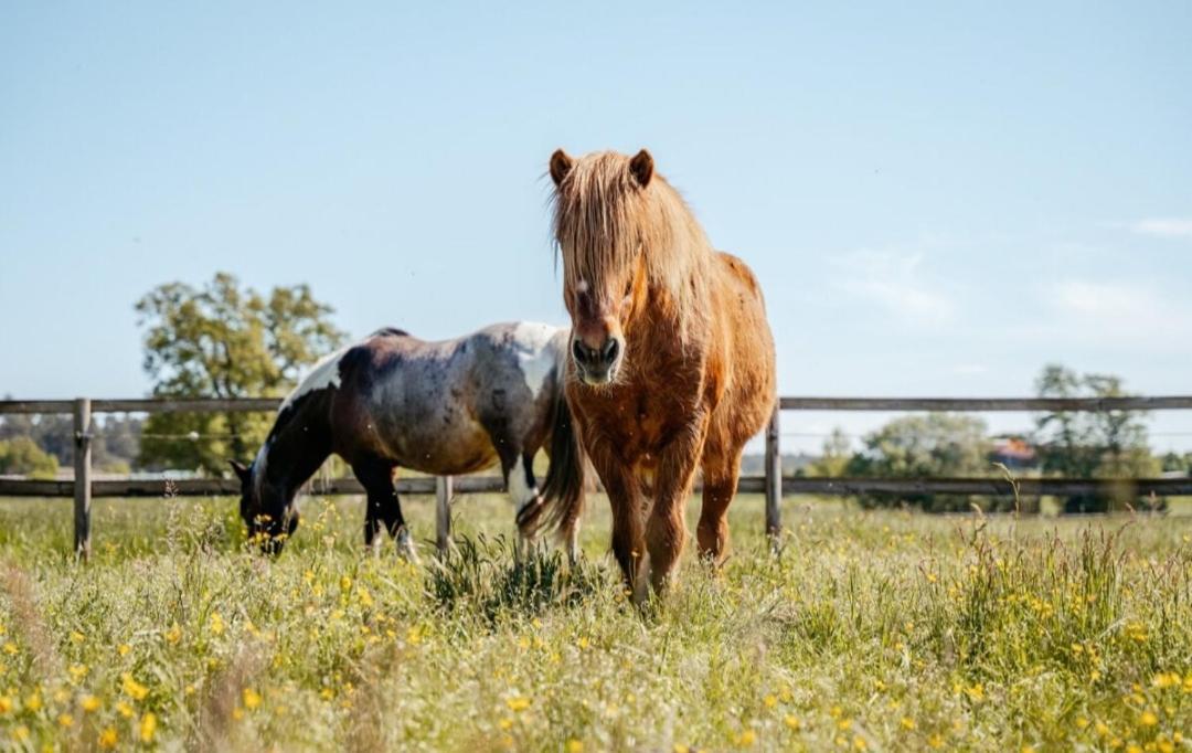 Ferienhof Trapp Ellringen Esterno foto